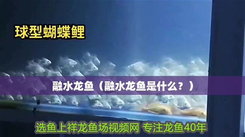融水龍魚（融水龍魚是什么？）