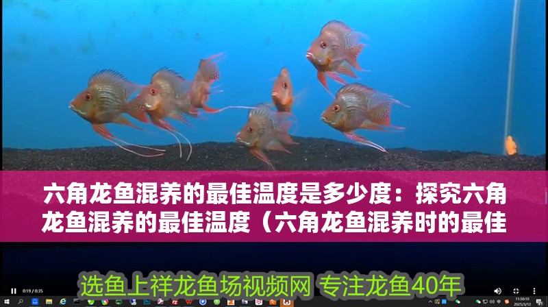 六角龍魚混養(yǎng)的最佳溫度是多少度：探究六角龍魚混養(yǎng)的最佳溫度（六角龍魚混養(yǎng)時(shí)的最佳溫度范圍）