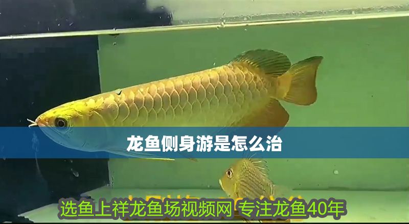 龍魚側(cè)身游是怎么治