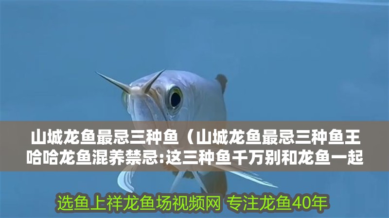 山城龍魚最忌三種魚（山城龍魚最忌三種魚王哈哈龍魚混養禁忌:這三種魚千萬別和龍魚一起養）