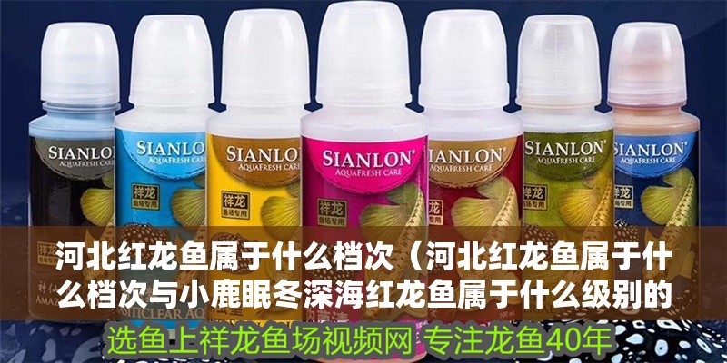 河北紅龍魚屬于什么檔次（河北紅龍魚屬于什么檔次與小鹿眠冬深海紅龍魚屬于什么級別的檔次）