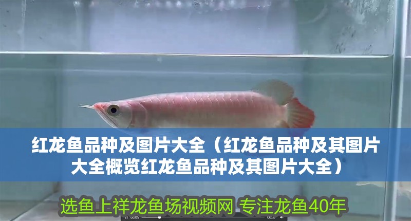 紅龍魚品種及圖片大全（紅龍魚品種及其圖片大全概覽紅龍魚品種及其圖片大全）