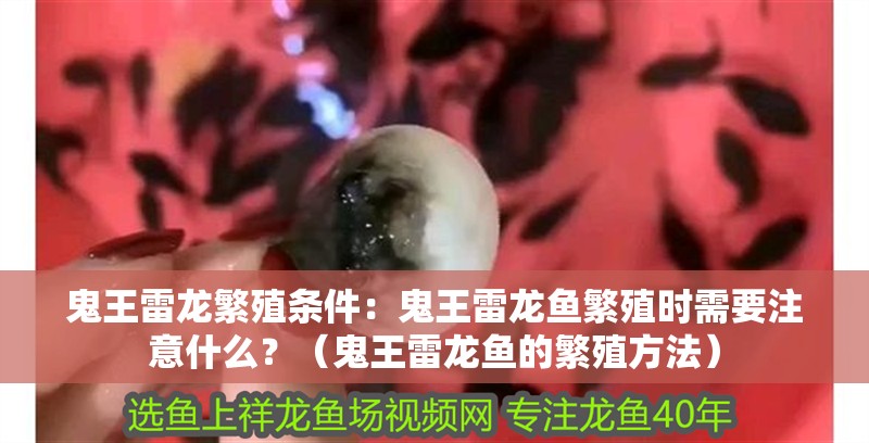 鬼王雷龍繁殖條件：鬼王雷龍魚繁殖時需要注意什么？（鬼王雷龍魚的繁殖方法）