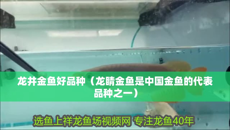 龍井金魚好品種（龍睛金魚是中國金魚的代表品種之一）