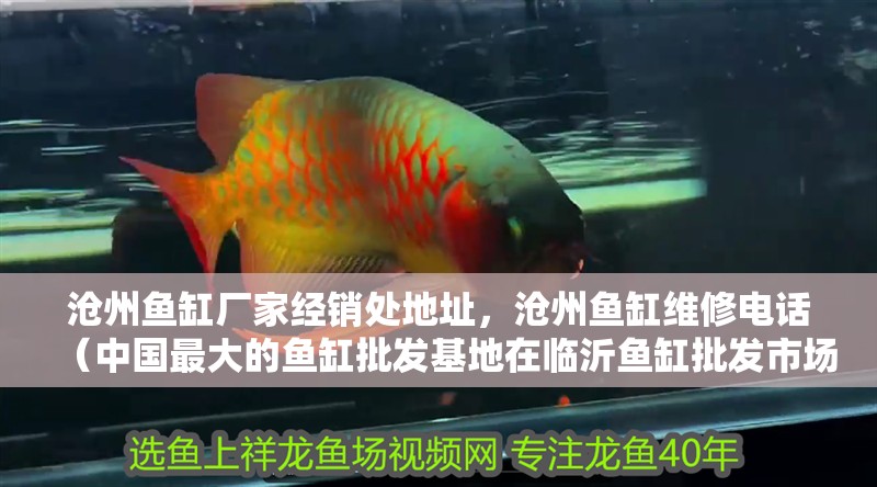 滄州魚缸廠家經銷處地址，滄州魚缸維修電話（中國最大的魚缸批發基地在臨沂魚缸批發市場是全國最大的水族市場）