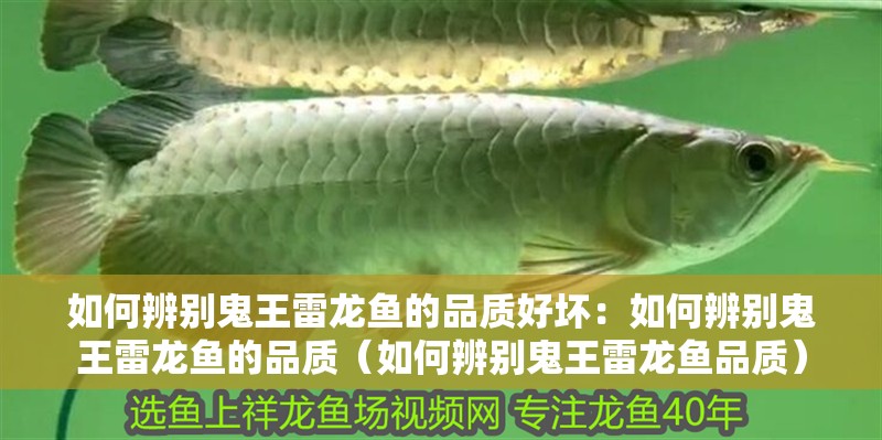 如何辨別鬼王雷龍魚(yú)的品質(zhì)好壞：如何辨別鬼王雷龍魚(yú)的品質(zhì)（如何辨別鬼王雷龍魚(yú)品質(zhì)）