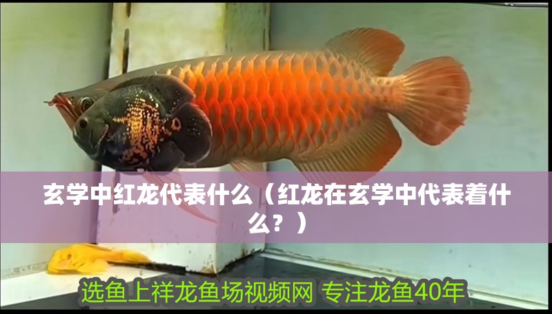 玄學中紅龍代表什么（紅龍在玄學中代表著什么？）