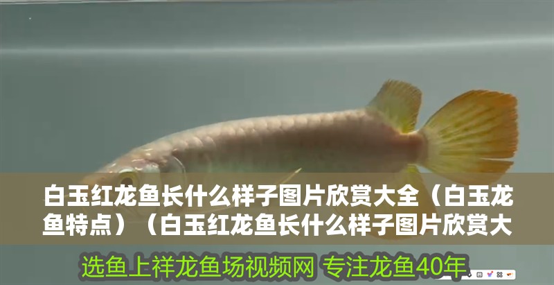 白玉紅龍魚長什么樣子圖片欣賞大全（白玉龍魚特點）（白玉紅龍魚長什么樣子圖片欣賞大全）