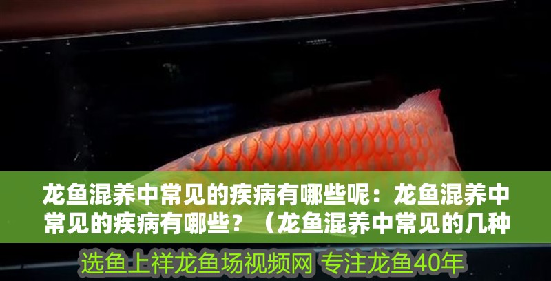 龍魚混養中常見的疾病有哪些呢：龍魚混養中常見的疾病有哪些？（龍魚混養中常見的幾種疾病）