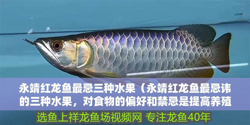永靖紅龍魚最忌三種水果（永靖紅龍魚最忌諱的三種水果，對食物的偏好和禁忌是提高養殖成功率的關鍵） 永靖紅龍魚最忌三種水果（永靖紅龍魚最忌諱的三種水果，對食物的偏好和禁忌是提高養殖成功率的關鍵） 觀賞魚百科