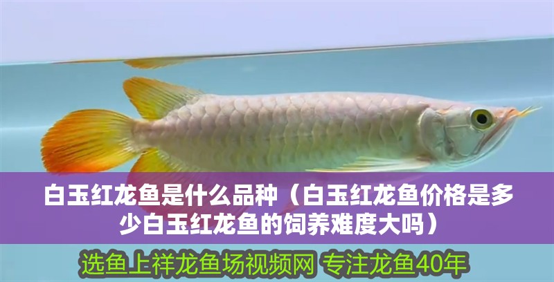 白玉紅龍魚是什么品種（白玉紅龍魚價格是多少白玉紅龍魚的飼養難度大嗎）
