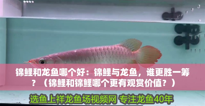 錦鯉和龍魚哪個好：錦鯉與龍魚，誰更勝一籌？（錦鯉和錦鯉哪個更有觀賞價值？）