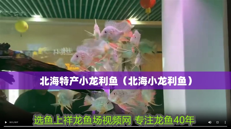 <strong><mark>北海</mark></strong>特產小龍利魚（<strong><mark>北海</mark></strong>小龍利魚）