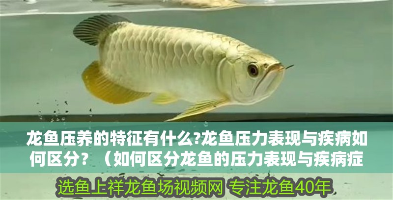 龍魚壓養(yǎng)的特征有什么?龍魚壓力表現(xiàn)與疾病如何區(qū)分？（如何區(qū)分龍魚的壓力表現(xiàn)與疾病癥狀） 龍魚壓養(yǎng)的特征有什么?龍魚壓力表現(xiàn)與疾病如何區(qū)分？（如何區(qū)分龍魚的壓力表現(xiàn)與疾病癥狀） 水族問答
