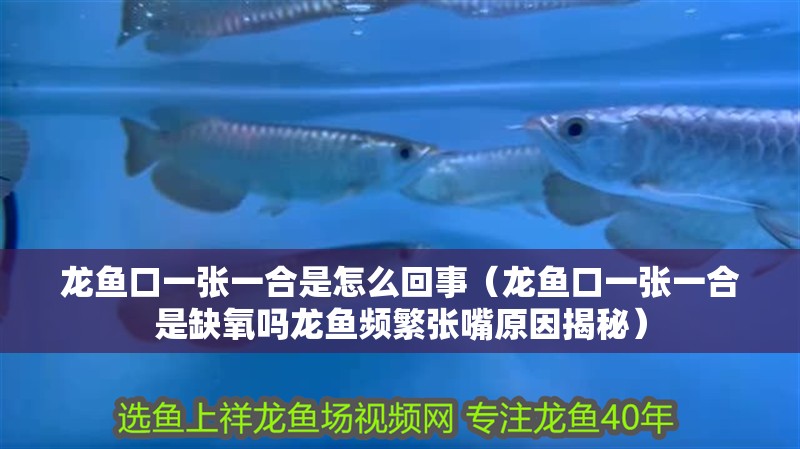 龍魚口一張一合是怎么回事（龍魚口一張一合是缺氧嗎龍魚頻繁張嘴原因揭秘）
