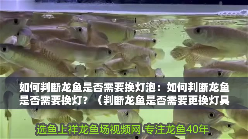 如何判斷龍魚是否需要換燈泡：如何判斷龍魚是否需要換燈？（判斷龍魚是否需要更換燈具，龍魚是否需要更換燈具）