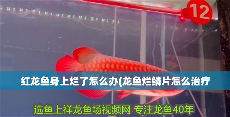 紅龍魚身上爛了怎么辦(龍魚爛鱗片怎么治療