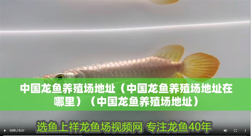 中國龍魚養(yǎng)殖場地址（中國龍魚養(yǎng)殖場地址在哪里）（中國龍魚養(yǎng)殖場地址）