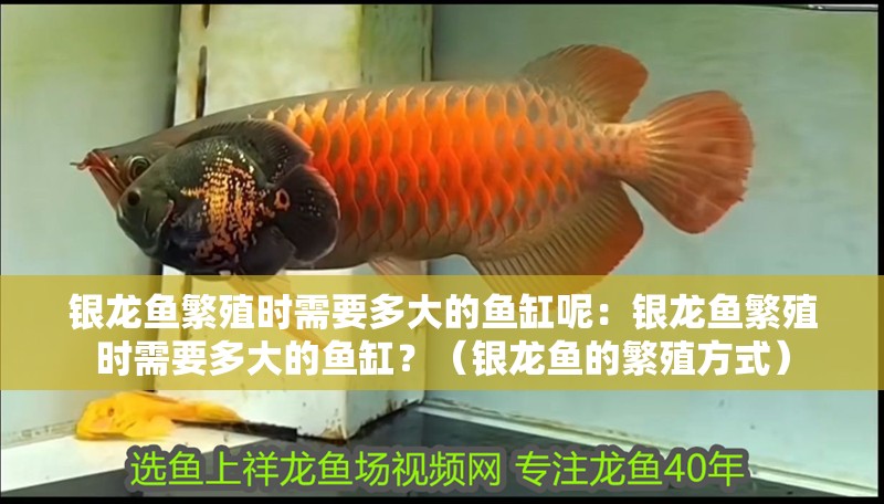 銀龍魚繁殖時需要多大的魚缸呢：銀龍魚繁殖時需要多大的魚缸？（銀龍魚的繁殖方式）