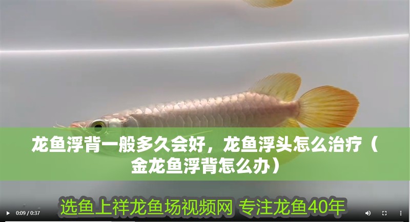 龍魚浮背一般多久會好，龍魚浮頭怎么治療（金龍魚浮背怎么辦）