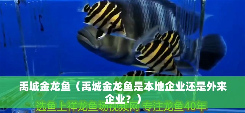 魚缸過濾器選購指南:自制魚缸過濾器魚缸上置過濾器對于養魚愛好者的必備知識 禹城金龍魚(禹城金龍魚是本地企業還是外來企業?) 觀賞魚百科 禹城金龍魚(禹城金龍魚是本地企業還是外來企業?) 禹城金龍魚(禹城金龍魚是本地企業還是外來企業?) 觀賞魚百科