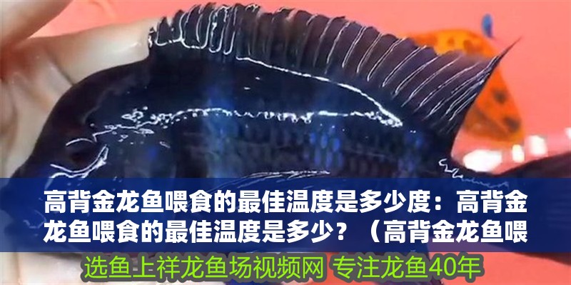高背金龍魚(yú)喂食的最佳溫度是多少度：高背金龍魚(yú)喂食的最佳溫度是多少？（高背金龍魚(yú)喂食的最佳溫度對(duì)于維持一個(gè)健康、活躍的水族環(huán)境至關(guān)重要）