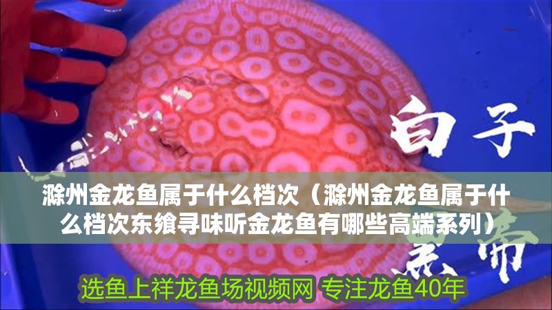 滁州金龍魚屬于什么檔次（滁州金龍魚屬于什么檔次東饗尋味聽金龍魚有哪些高端系列）