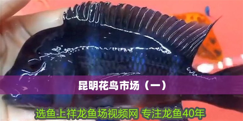 <strong><mark>昆明</mark></strong>花鳥市場（一）