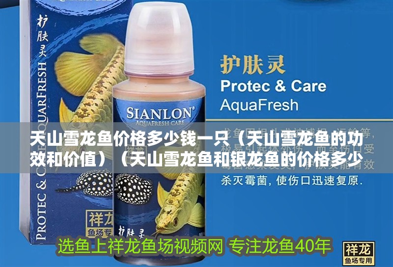天山雪龍魚價格多少錢一只（天山雪龍魚的功效和價值）（天山雪龍魚和銀龍魚的價格多少錢一只，雪龍魚和銀龍魚的區別）