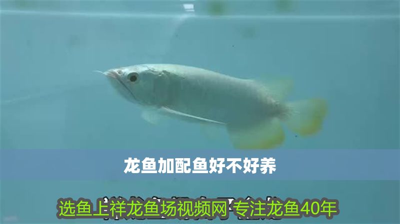 龍魚加配魚好不好養