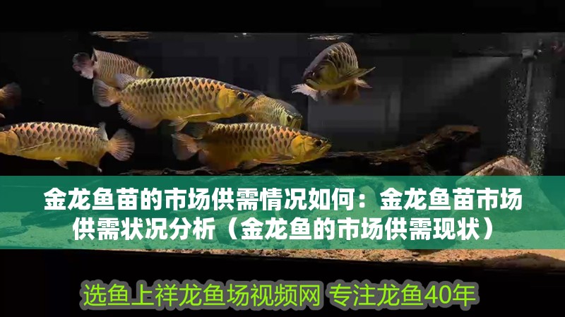 金龍魚苗的市場供需情況如何：金龍魚苗市場供需狀況分析（金龍魚的市場供需現(xiàn)狀）