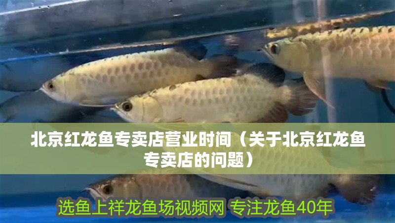 北京紅龍魚專賣店營業時間（關于北京紅龍魚專賣店的問題）