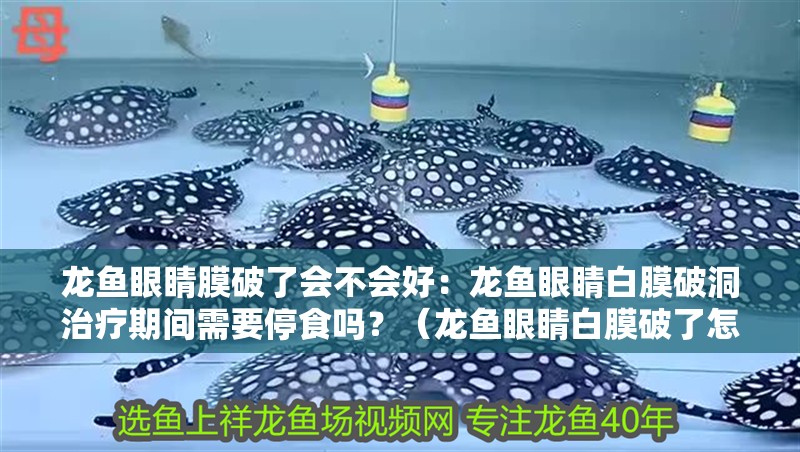 龍魚眼睛膜破了會不會好：龍魚眼睛白膜破洞治療期間需要停食嗎？（龍魚眼睛白膜破了怎么辦）