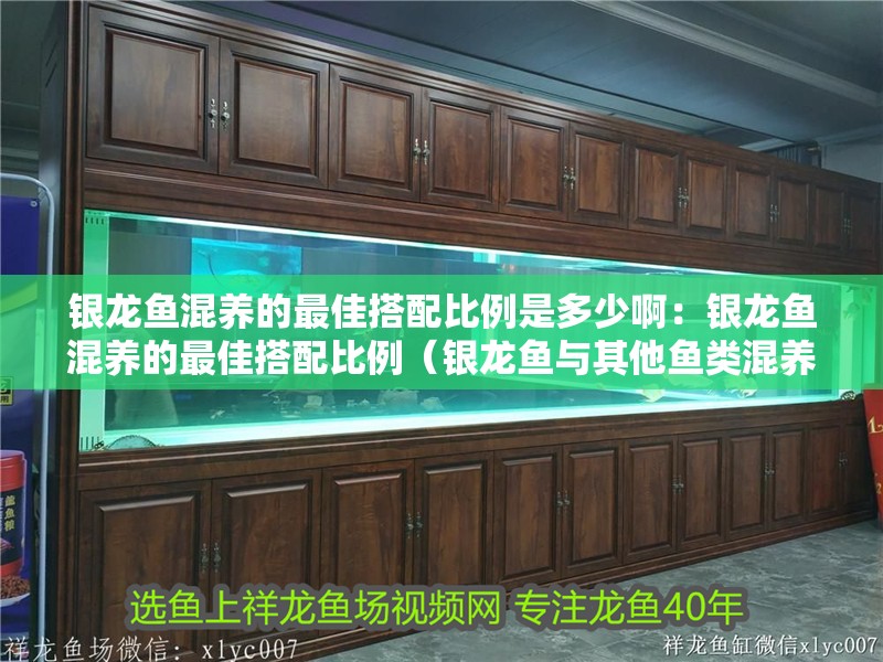 銀龍魚混養的最佳搭配比例是多少啊：銀龍魚混養的最佳搭配比例（銀龍魚與其他魚類混養的最佳搭配比例）