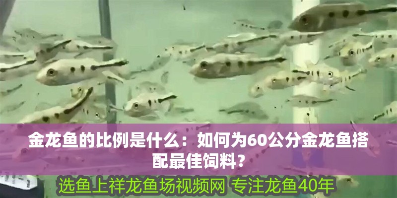 金龍魚的比例是什么：如何為60公分金龍魚搭配最佳飼料？