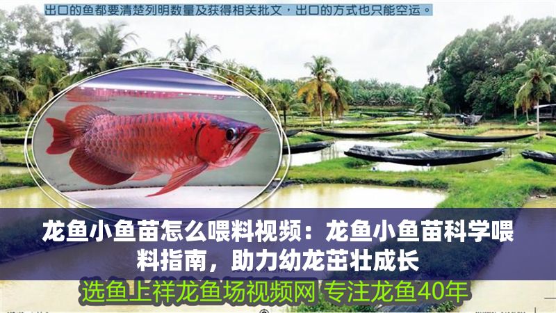 龍魚小魚苗怎么喂料視頻：龍魚小魚苗科學喂料指南，助力幼龍茁壯成長