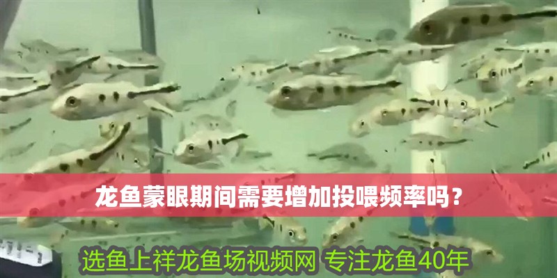 龍魚蒙眼期間需要增加投喂頻率嗎？