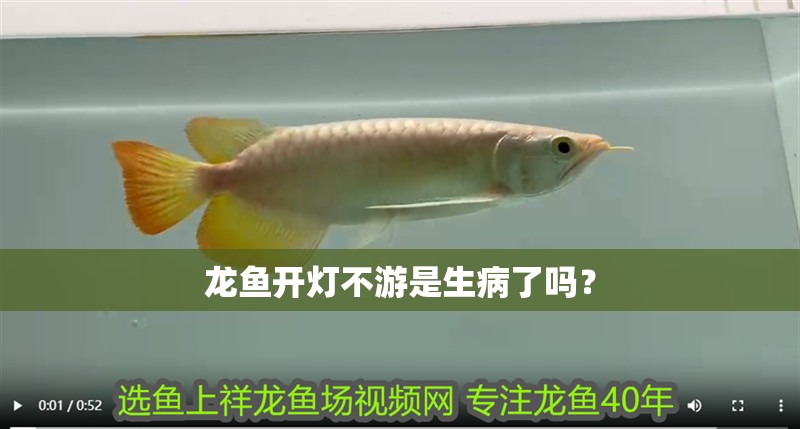 龍魚開燈不游是生病了嗎？
