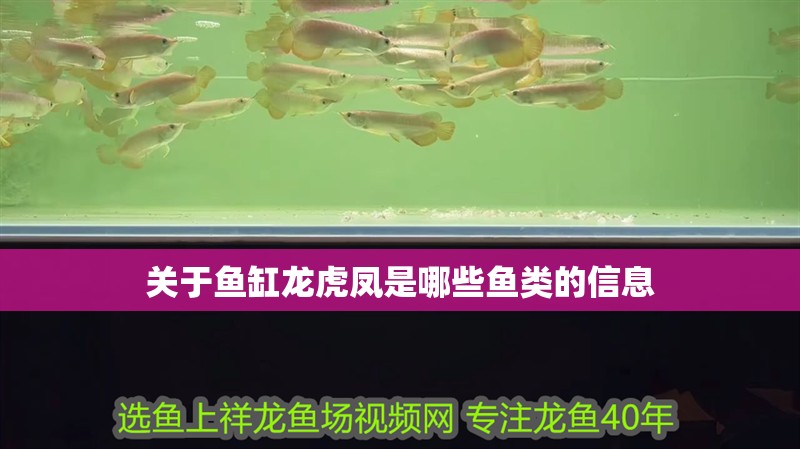 關于魚缸龍虎鳳是哪些魚類的信息
