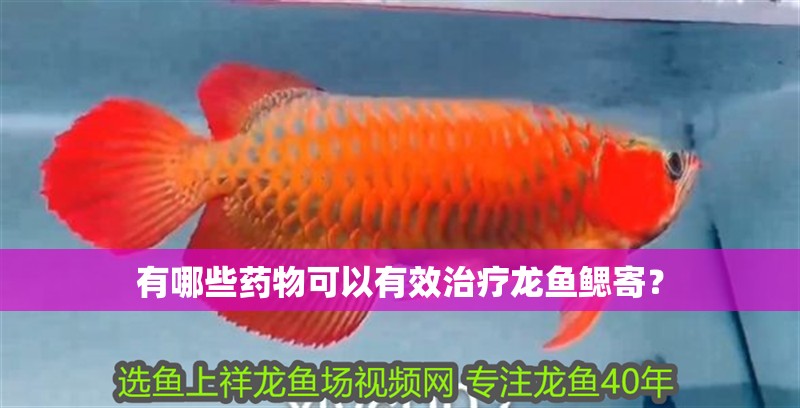 有哪些藥物可以有效治療龍魚鰓寄？ 有哪些藥物可以有效治療龍魚鰓寄？ 龍魚百科