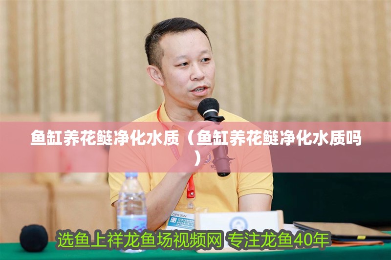 魚缸養(yǎng)花鰱凈化水質（魚缸養(yǎng)花鰱凈化水質嗎）