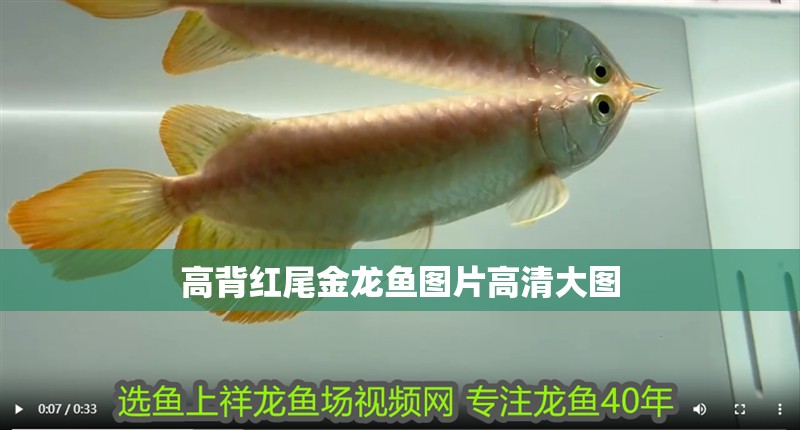 高背紅尾金龍魚圖片高清大圖