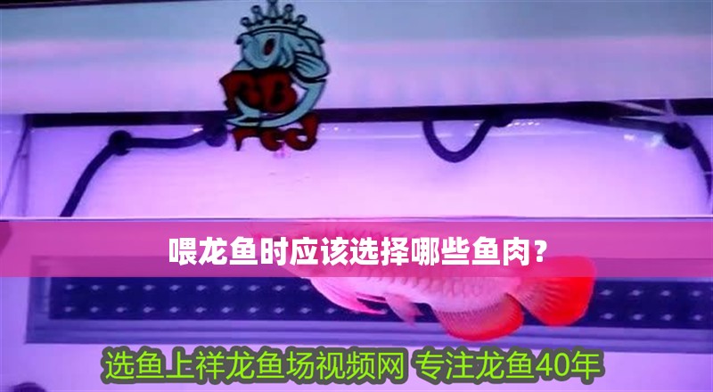 喂龍魚時應該選擇哪些魚肉？