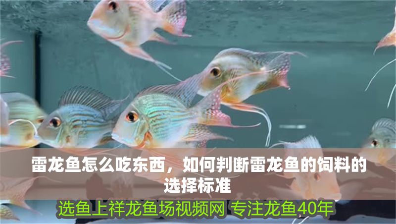 雷龍魚怎么吃東西，如何判斷雷龍魚的飼料的選擇標準