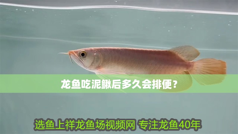 龍魚吃泥鰍后多久會排便？