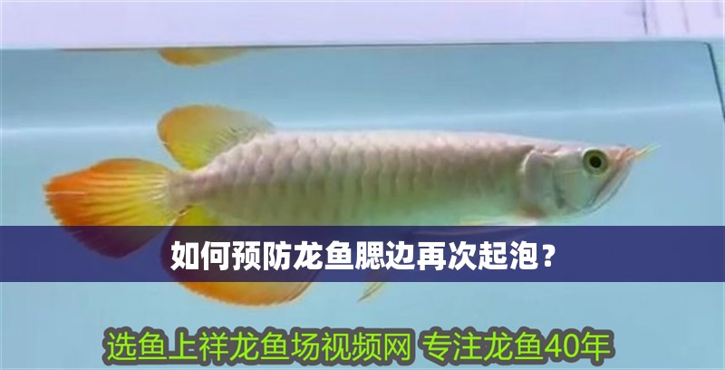 如何預防龍魚腮邊再次起泡？