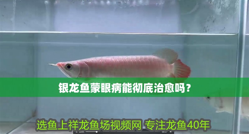 銀龍魚蒙眼病能徹底治愈嗎？