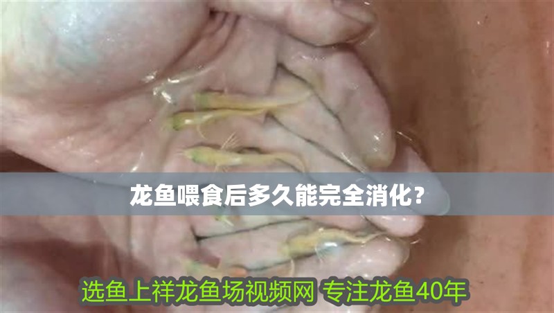龍魚(yú)喂食后多久能完全消化？