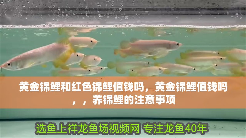 黃金錦鯉和紅色錦鯉值錢嗎，黃金錦鯉值錢嗎，，養錦鯉的注意事項 黃金錦鯉和紅色錦鯉值錢嗎，黃金錦鯉值錢嗎，，養錦鯉的注意事項 觀賞魚百科