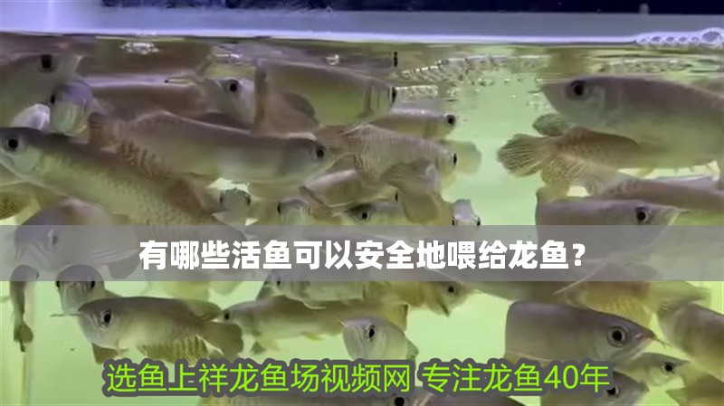 有哪些活魚可以安全地喂給龍魚？